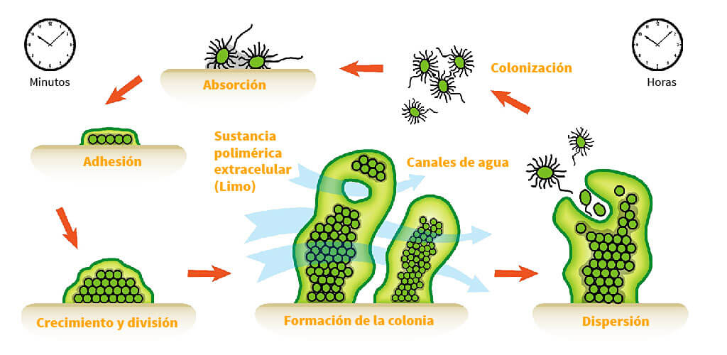 formacionbiofilms